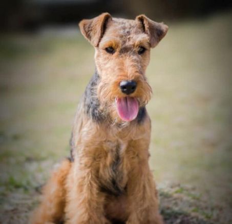 Terier walijski – wierny i pewny siebie