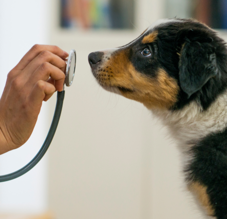 Twój zwierzak boi się wizyt u weterynarza? Jak sobie z tym radzić?