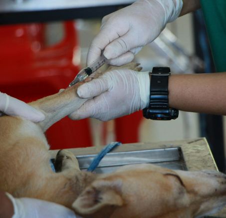 Ubezpieczenie psa - dlaczego warto o tym pomysleć?