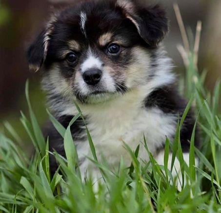 Welsh Corgi Pembroke 