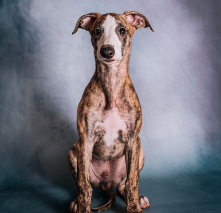 WHIPPET - szczenięta