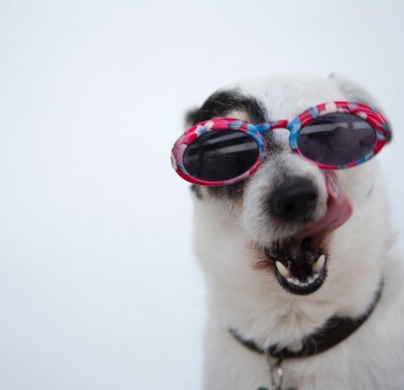 Witaminy i suplementy dla psa - co warto wiedzieć?