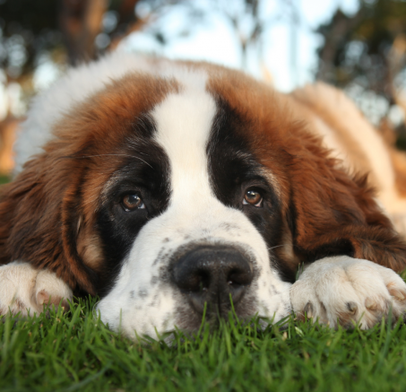 Wszystko o dużych psach rasowych: opieka, żywienie i aktywność