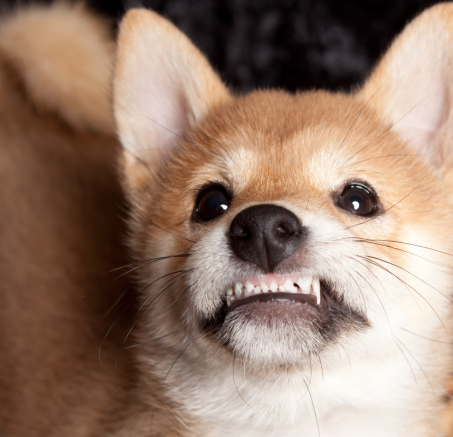 Wymiana zębów u psów - jak sobie z nią radzić?