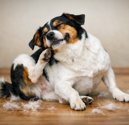 Wypadanie sierści u psa — kiedy to norma, a kiedy choroba?