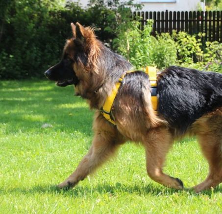 Wyprawka psa, czyli psie akcesoria