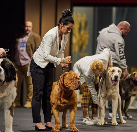 Wystawa psów rasowych Nadarzyn 2021