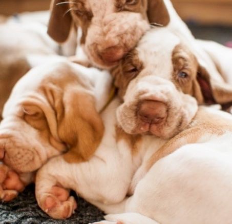 Wyżeł włoski krótkowłosy