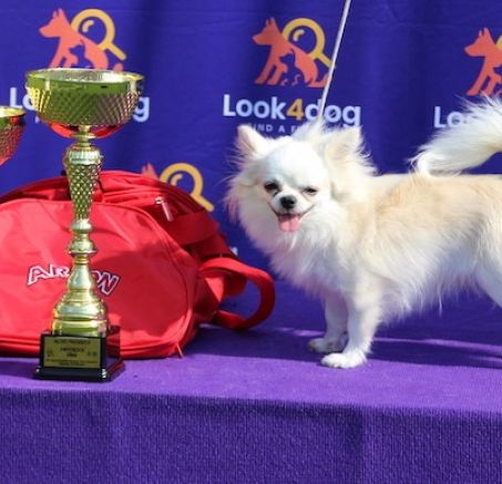 XIII Międzynarodowa Wystawa Psów Białystok 2019 - zdjęcia cz. I