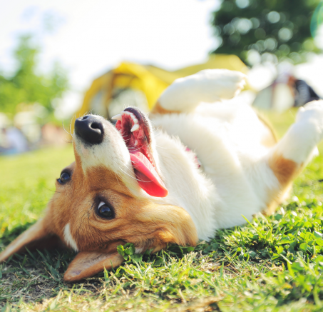 Z cyklu “dlaczego pies…”-podpowiada Look4dog