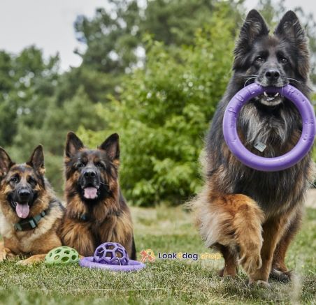 Zabawki na spacer z psem: Czego użyć, a czego unikać?