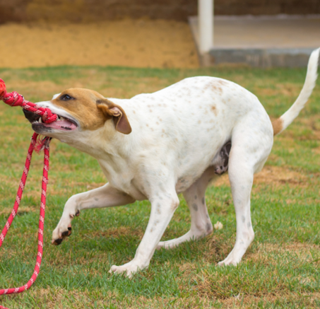 Zabawy z psem-dlaczego zabawka mocny sznur i mocna guma to idealny pomysł na szaleństwa z psem