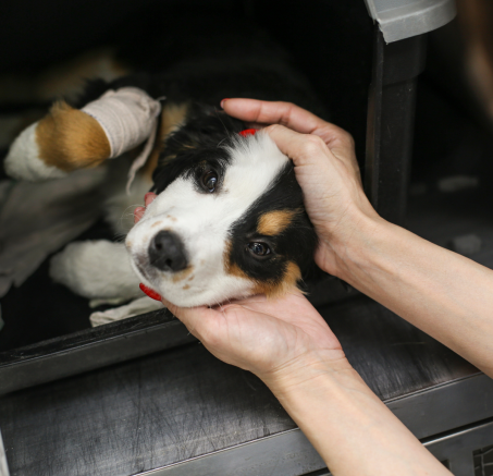 Zakażenie parwowirusem u szczeniąt: jak chronić swojego psa przed tą groźną chorobą? 