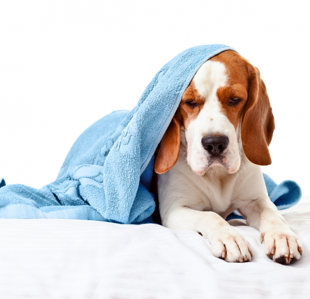 Zapalenie pęcherza moczowego u psa – objawy, przyczyny, leczenie i profilaktyka