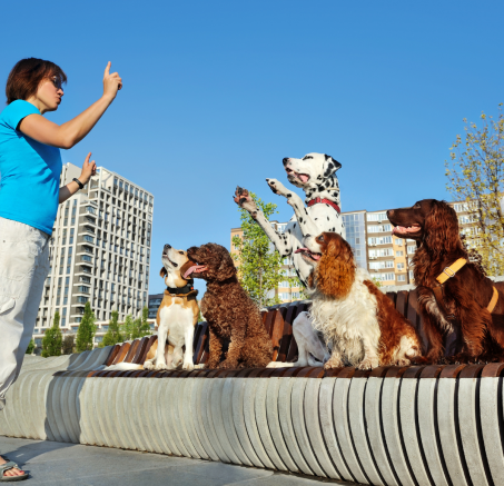 Zarządzanie zachowaniem trudnych psów: Strategie i podejścia behawiorystów