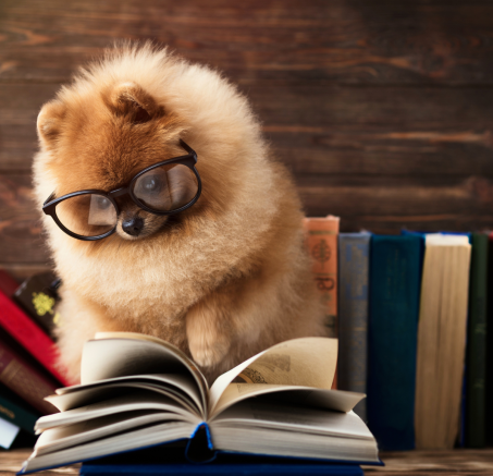 Zdolności poznawcze psów