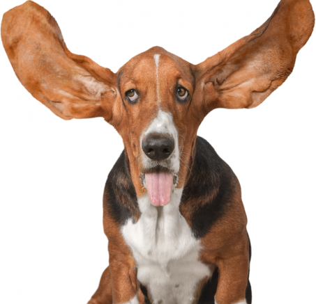 Zdrowe uszy twojego psa: jak o nie dbać?