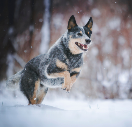 Zimowa dieta psa – większe zapotrzebowanie na energię