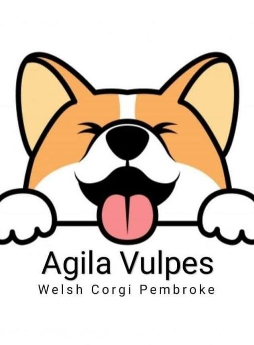 Agila Vulpes (FCI)