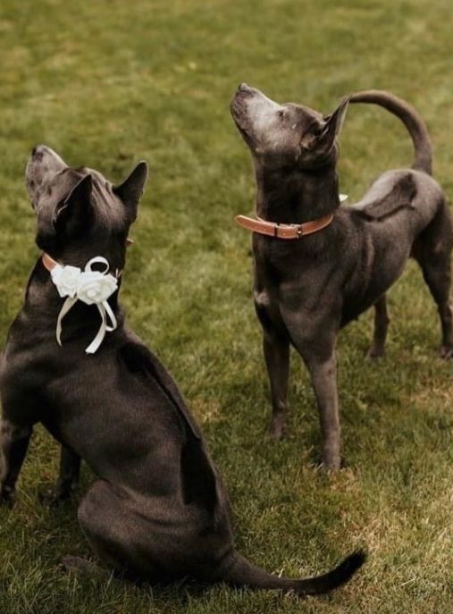 Тайский риджбек – купить щенка в питомнике | 🐕 Look4dog.com