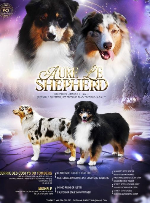 Aure Le Shepherd FCI ZKwP 