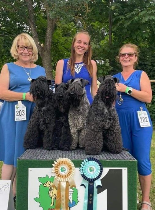 Badacsonyalja Kerry Blue Terrier Kennel