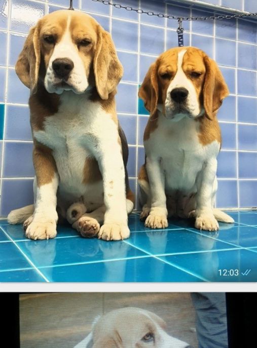 Beagle di Torecasula