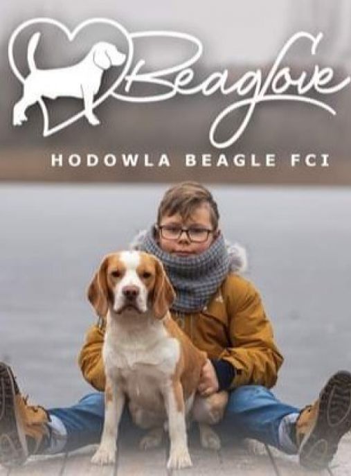 Beaglove