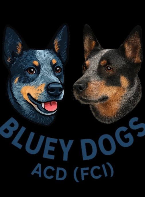 Bluey Dogs Acd (FCI)