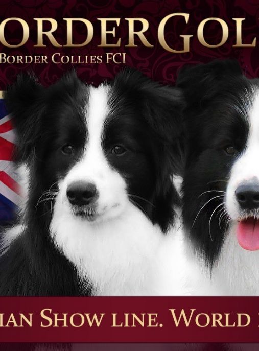 BorderGold Border Collie Poland ZKwP 