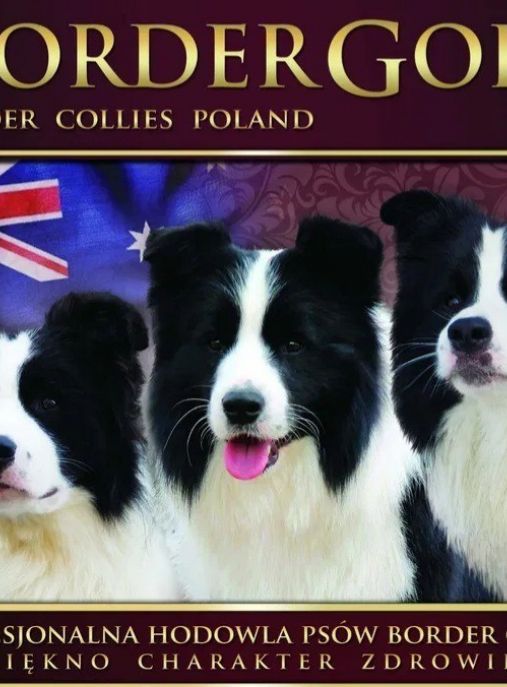 BorderGold Border Collies Poland 