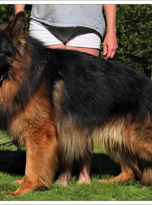 Boss i Bursztyn