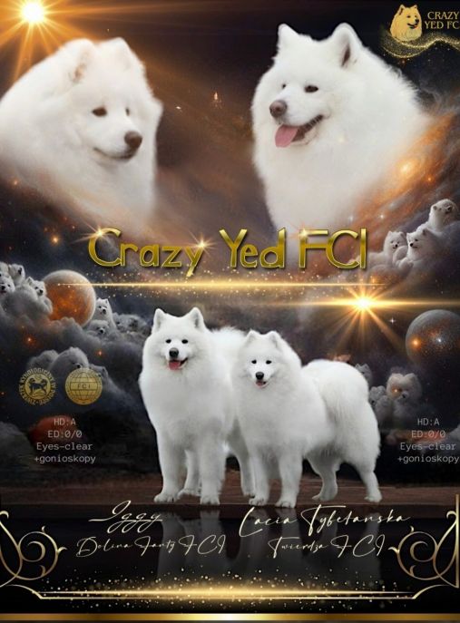 Crazy Yed FCI