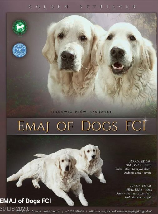 Emaj of dogs FCI