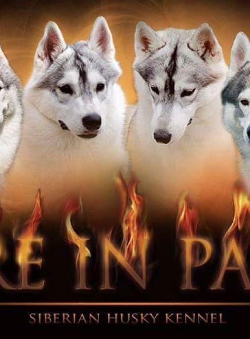 FIRE IN PAWS ( FCI )