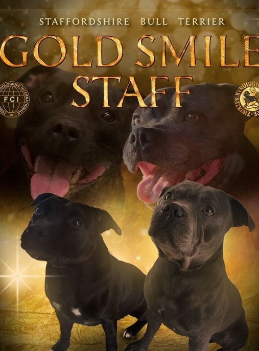 Gold smile staff