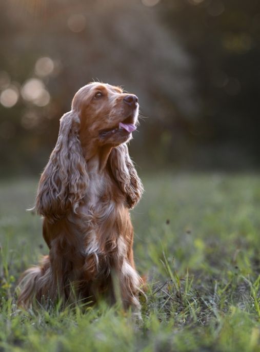 Gold Velvet kennel 