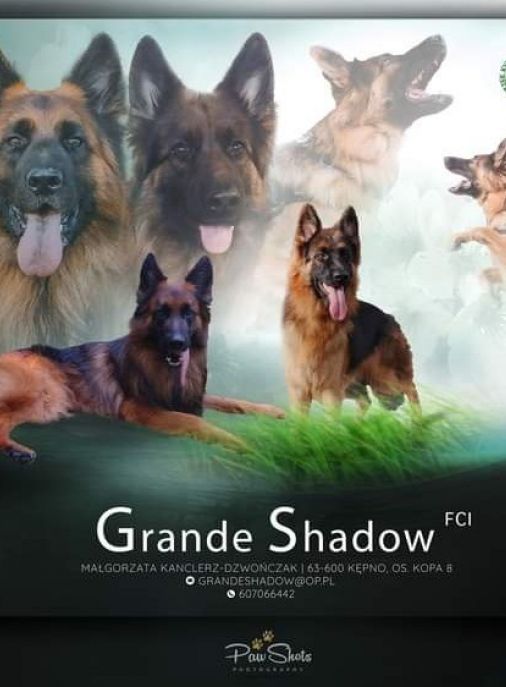 Grande Shadow (FCI)