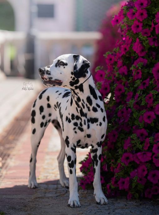 Happy Dogs of Secret Garden 