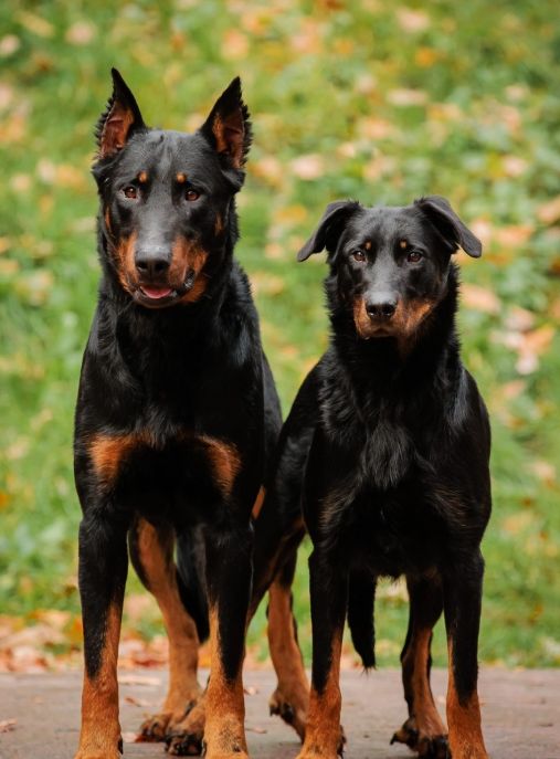 Happy go lucky beauceron 