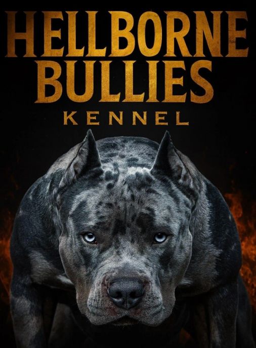 Hellborne bullies kennel 