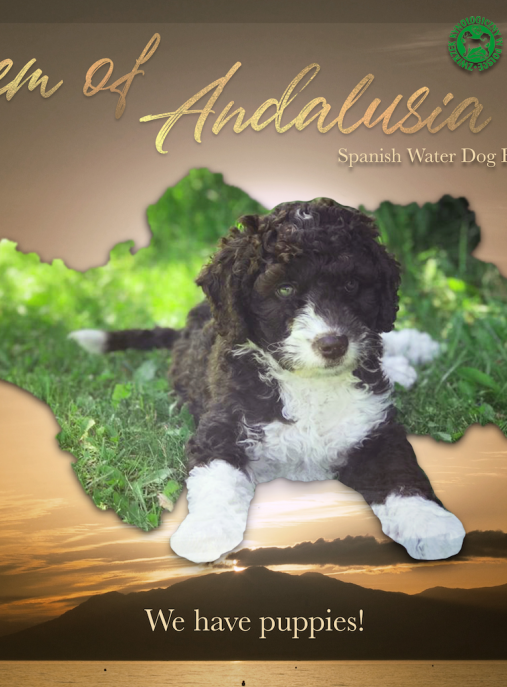 Hiszpański Pies Dowodny Spanish Water Dog Gem of Andalusia FCI