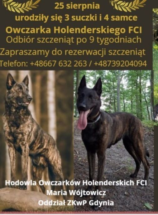 Hodowla Owczarków Holenderskich FCI Maria Wójtowicz 
