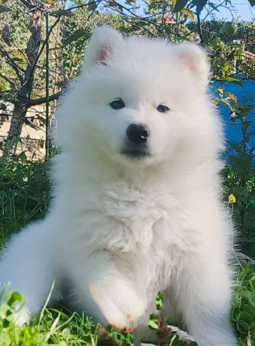 Hoshi Yuki FCI