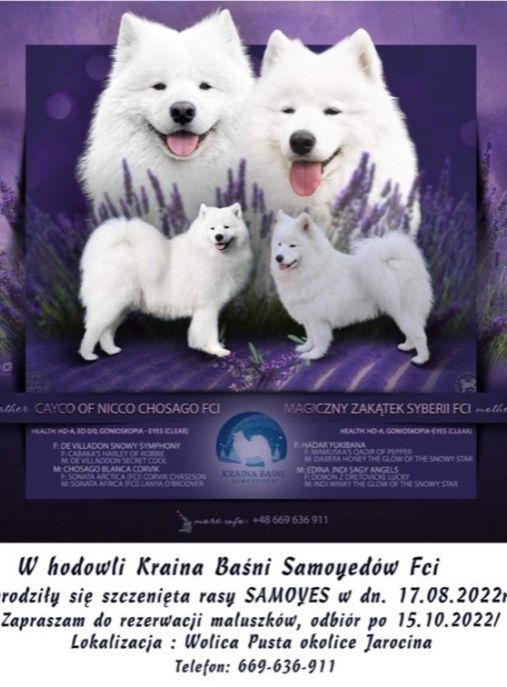 Kraina Baśni Samoyedów