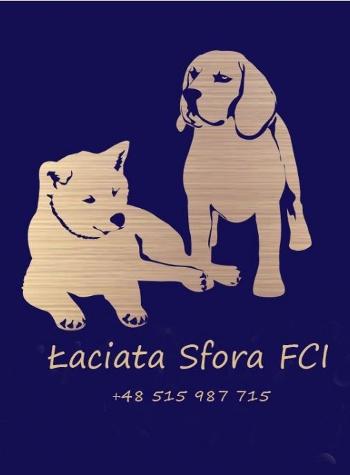 Łaciata Sfora