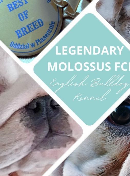 Legendary Molossus ( FCI)