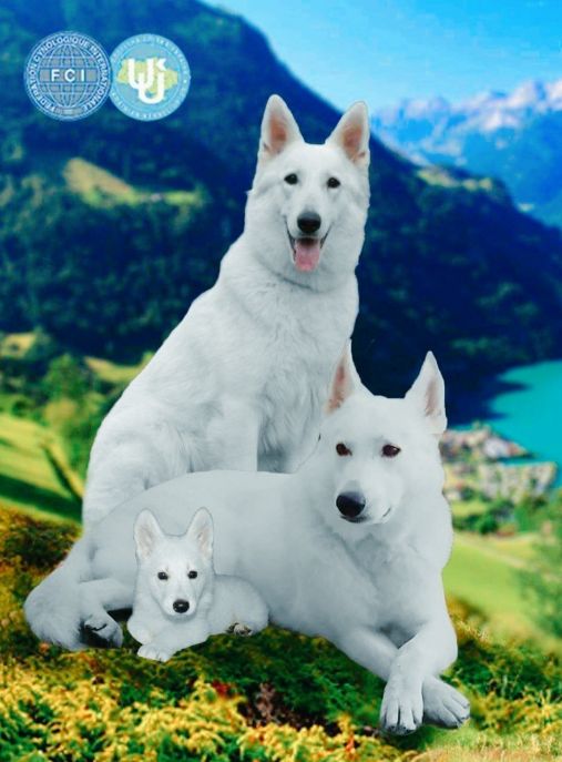 Белая швейцарская овчарка – купить щенка в питомнике | 🐕 Look4dog.com