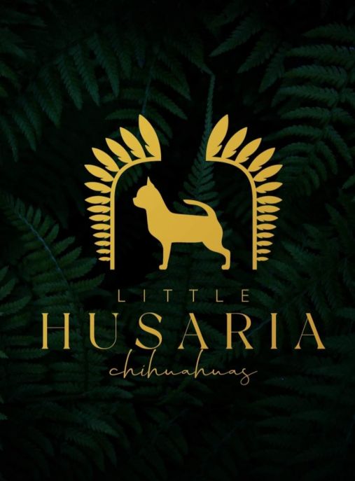 Little Husaria