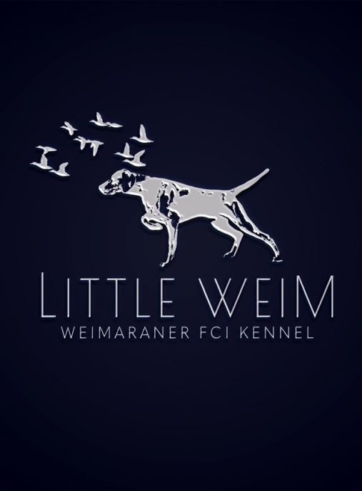 Little Weim FCI 